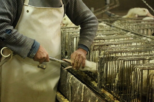 gavage-foie-gras.jpg