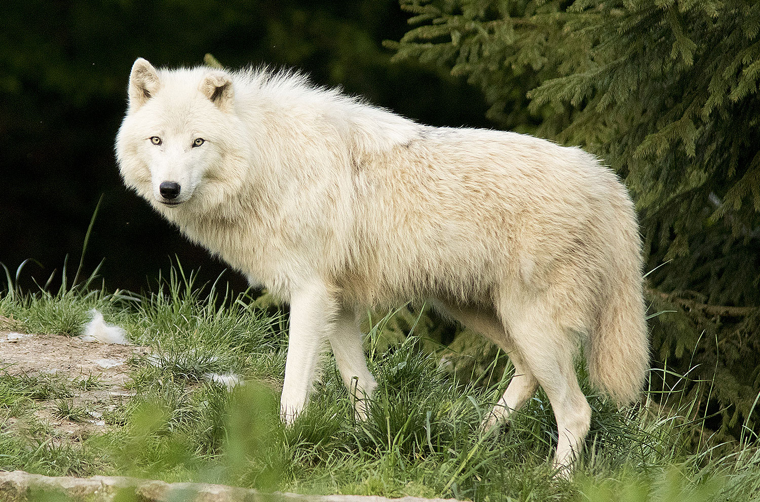 parrainage-siut-loup-blanc.jpg